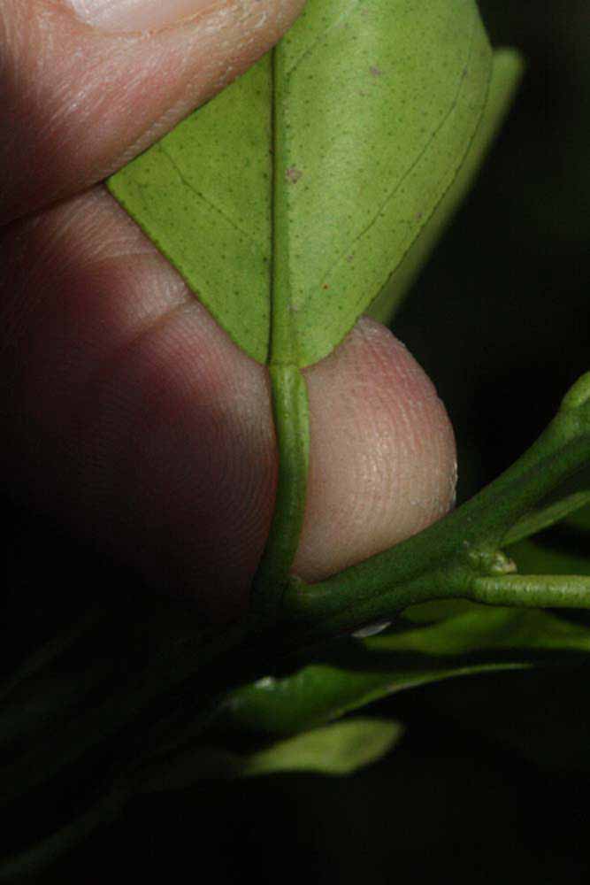            Petiole (Coarse, Riverside, CA)   